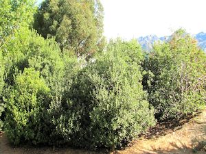 Combo Deals: 100x Shelter Combo - $3.99 trees & shrubs