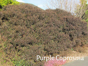 Combo Deals: 25x Tough as Nails Combo - $4.99 each