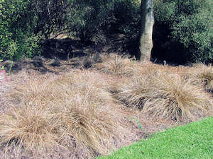 Grass Deals: 10x Carex Flagellifera Brown - $2.99 each