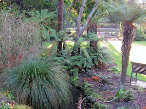 100x Carex Secta - $1.99 each