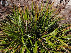 Grass Deals: 5x Pepepe - $5.99 each