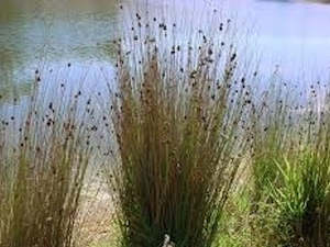 Grass Deals: 50x Giant Rush - $1.99 each