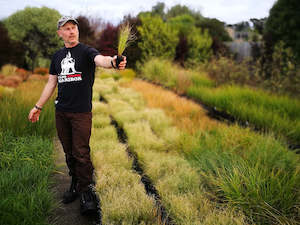 Grass Deals: 50x Carex Frosted Curls - $1.99 each