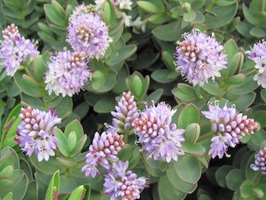 Hebe Deals: 5x Hebe Red Edge - $5.99 each