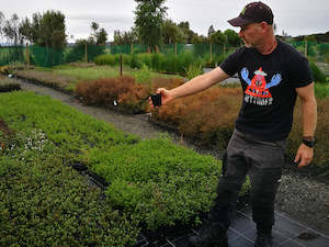 Hebe Deals: 100x Box Hebe - Box Hebe - $3.99 each