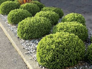 25x Hebe Topiaria - $4.99 each