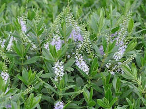 100x Hebe Wiri Image - $1.99 each