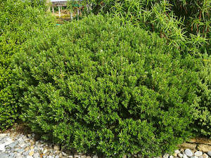 25x Hebe Fruticeti - $4.99 each