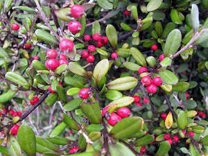 5x Corokia Red Wonder - $1.99 each