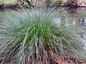 50x Carex Secta - $2.99 each