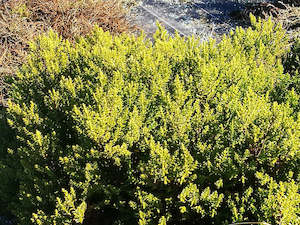 100x Hebe Jasper - $3.99 each