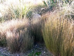 Dirt Cheap Deals: 5x Jointed Rush - $1.99 each