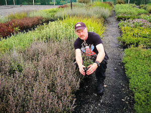 5x Corokia Bronze Knight - $1.99 each