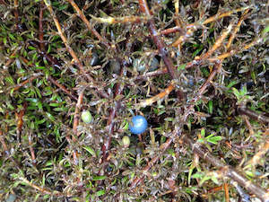 5x Coprosma Flat Freddy - $1.99 each