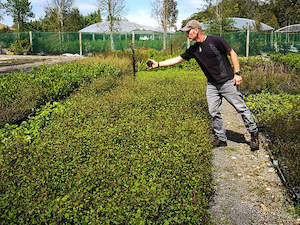 25x Ribbonwood - $1.99 each