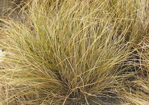50x Carex Flagellifera Brown - $1.99 each