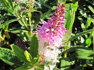 Hebe Deals: 25x Hebe Icing Sugar - $4.99 each