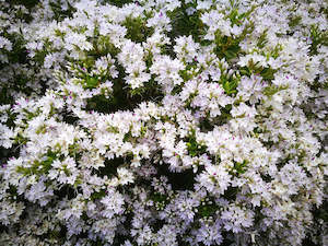 5x Hebe Brachysiphon - $5.99 each