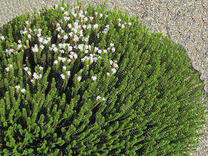 Hebe Deals: 25x Hebe Pauciramosa - $4.99 each