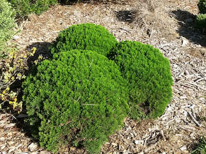 Low Growing Deals: Hebe Cupressoides Nana