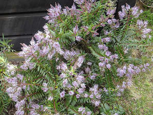 Low Growing Deals: Hebe Ohakea