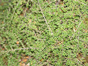 Low Growing Deals: 25x Coprosma Depressa - $4.99 each