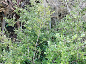 Fast Growing: 5x Coprosma Lighthouse - $5.99 each