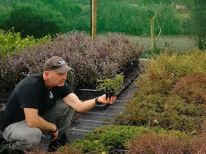 Fast Growing: 5x Coprosma Hawera - $5.99 each