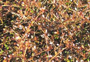 100x Coprosma Roys Red - $3.99 each