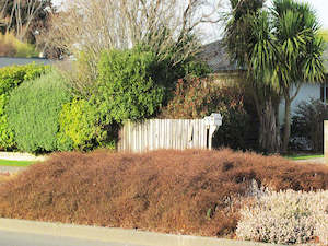 Coprosma Red Rock x 1