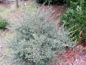Fast Growing: 25x Coprosma Greyii - $4.99 each