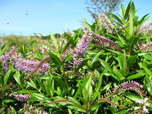 25x Hebe Wiri Grace - $4.99 each