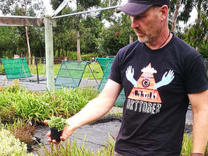 Low Growing Deals: 25x No Mow Lawn - $4.99 each