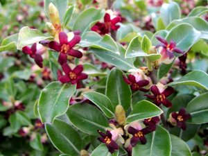 Fast Growing: 5x Pittosporum Stephens Island - $1.99 each