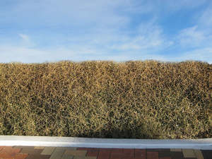 5x Yellow Stemmed Coprosma - $10.99 each