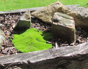 25x Cushion Plant - $4.99 each