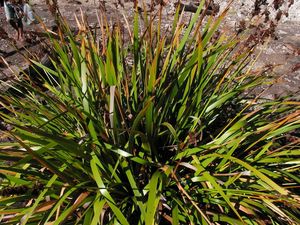 Grass Deals: 10x Pepepe - $1.99 each