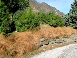 Grass Deals: 50x Wind Grass - $3.59 each