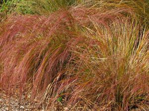 Grass Deals: 10x Wind Grass - $3.99 each