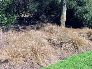 10x Carex Flagellifera Brown - $2.99 each
