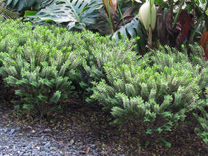 Hebe Deals: 5x Hebe Venustula - $5.99 each