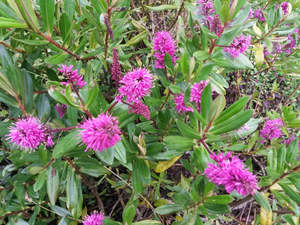 Low Growing Deals: 5x Hebe Wiri Charm - $5.99 each