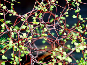 Low Growing Deals: Muelenbeckia Astonii - $9.99