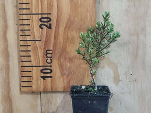 Low Growing Deals: Hebe Youngii