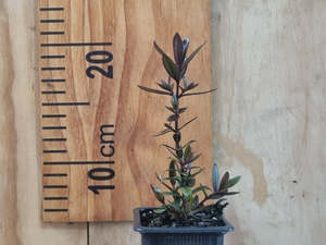 Low Growing Deals: Hebe Lollipop