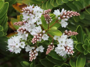 Low Growing Deals: Hebe Calcicola