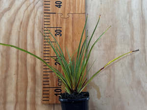 Low Growing Deals: Phormium Pepe