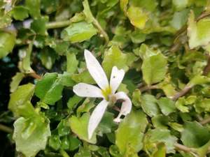 5x Panakenake - $2.99 each