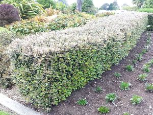 Dirt Cheap Deals: 10x Corokia Frosted Chocolate - $1.99 each