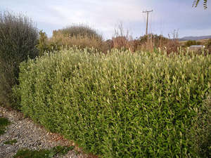 Dirt Cheap Deals: 5x Corokia Geentys Green - $2.99 each